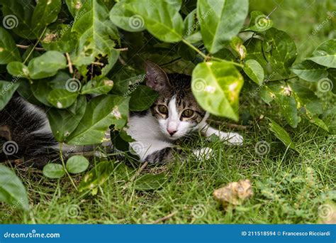 A Cat Hiding In The Bush Stock Photo Image Of Nature 211518594