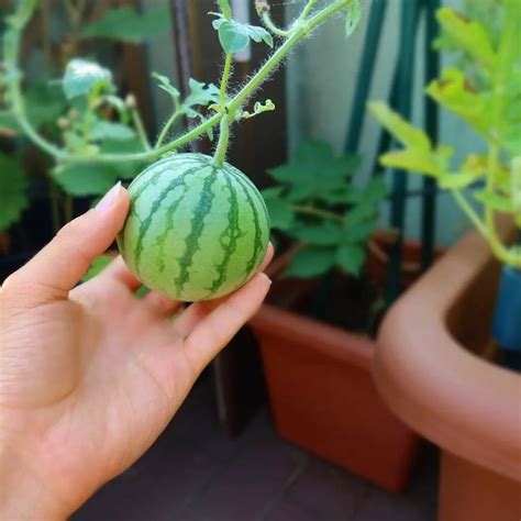 Growing Watermelon In A Pot Vertically How To Grow Watermelon