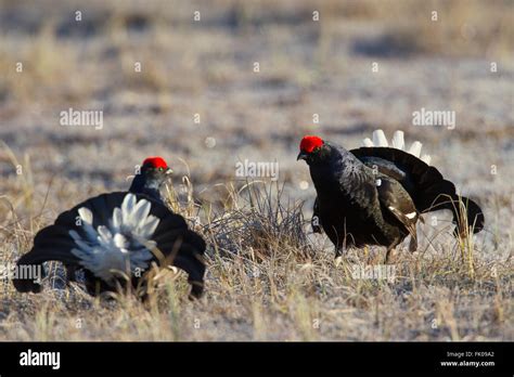 Black Grouse Lyrurus Tetrix Tetrao Tetrix Two Cocks Displaying At