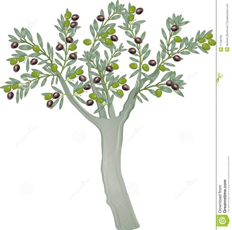 Olive Tree Clipart 20 Free Cliparts Download Images On Clipground 2024