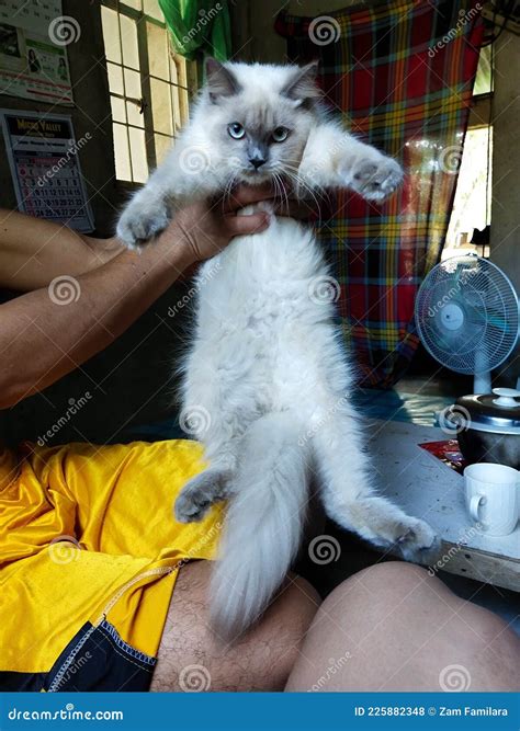 Cassy the Himalayan Cat Blue Point Cat Stock Photo - Image of cassy