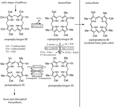 Later Stages Of The Biosynthetic Pathway Of Porphyrin The Enzymes