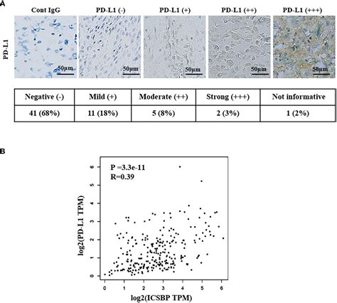 Frontiers Icsbp Induced Pd L1 Enhances Osteosarcoma Cell Growth