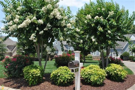 Natchez White Crape Myrtle Tree for Sale | The Planting Tree | Front yard landscaping, Southern ...