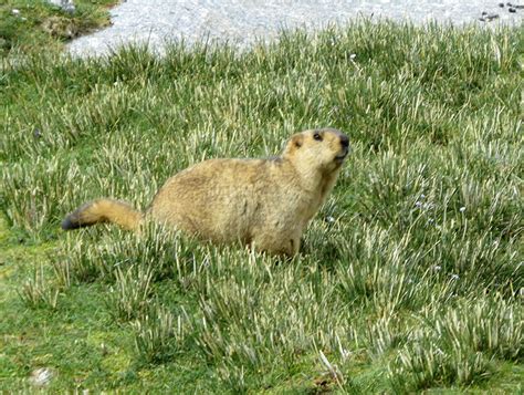 Just About Everything: Wildlife of Ladakh - Animals & Birds of Ladakh ...