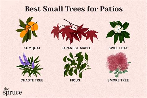 13 Best Trees for Patios