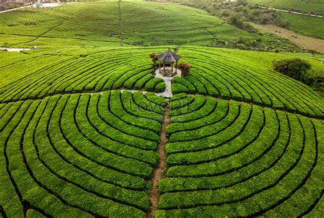 Aerial Photography Of Spring Tea Garden Picture And HD Photos | Free ...