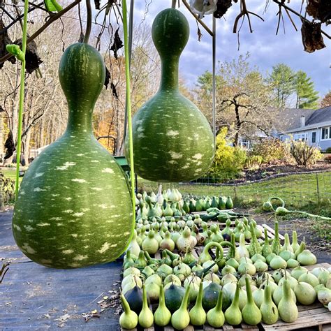 Those moldy gourds! Don’t throw them away. The mold also helps break