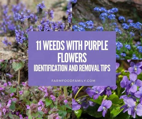 11 Weeds With Purple Flowers Identification And Removal Tips