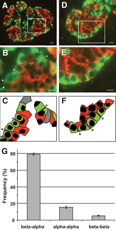 Unique Association Between And Cells In Pancreatic Islets Pancreatic