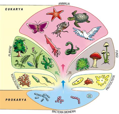 Natural Sciences Paula Los Reinos De La Naturaleza