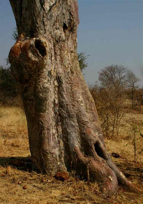 Flora Of Mozambique Species Information Individual Images Sterculia