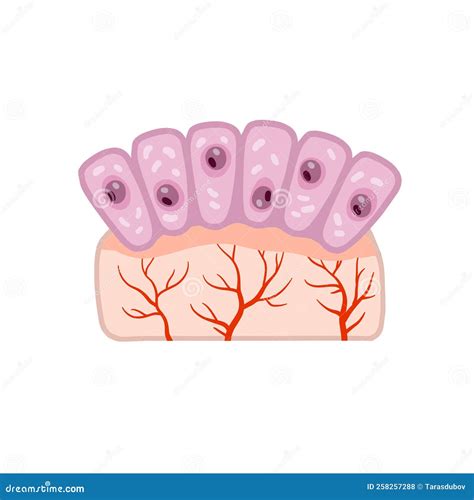 Cell of Human Organism. Skin System Stock Vector - Illustration of ...