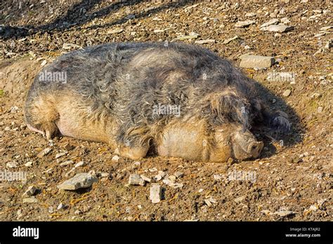 Wildschwein Im Schlamm In Der Warmen Sommersonne Liegend Stock Photo