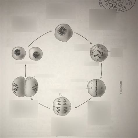 Mitosis Flow Diagram