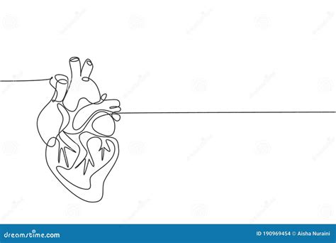 One Continuous Line Drawing Of Anatomical Human Heart Organ. Medical ...