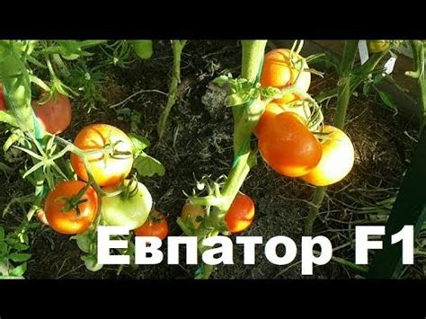 Томат "Евпатор - F1" Отличный гибрид для подмосковья - YouTube