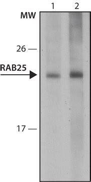 Anti Rab Antibody Mouse Monoclonal Clone Rab Purified From