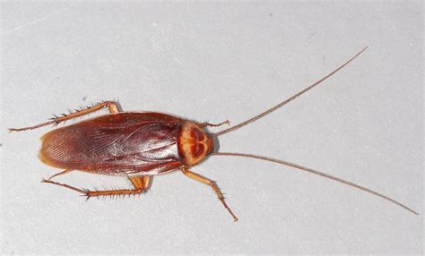 Cockroach Identification Guide - Pied Piper Pest, Termite & Lawn Services