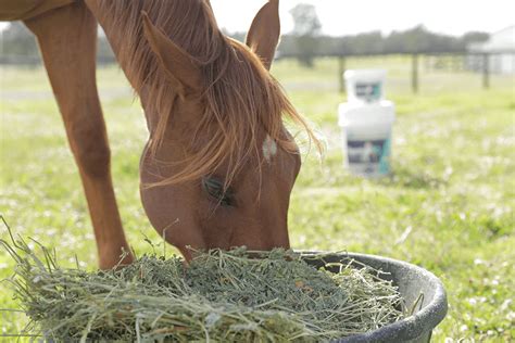 Winter Feeding Supporting Your Horses Health In Winter Poseidon