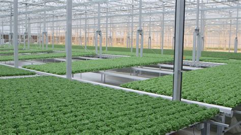 Gotham Greens builds new lettuce greenhouse, brings local jobs and ...