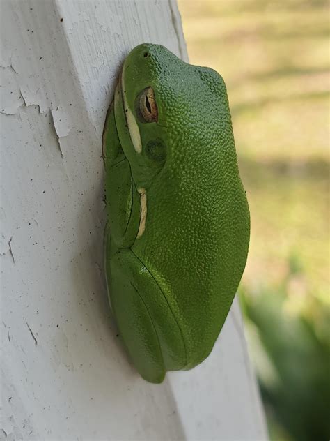 The Louisiana Green Tree Frog, Hyla cinerea, has been shown to choose ...