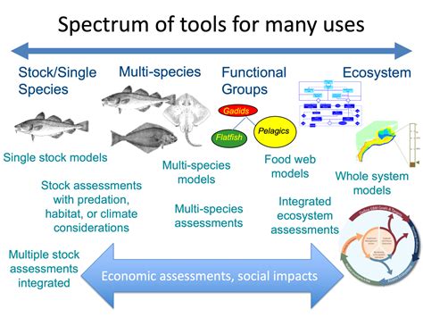 Multispecies And Ecosystem Modeling For The Northeast Shelf Ecosystem