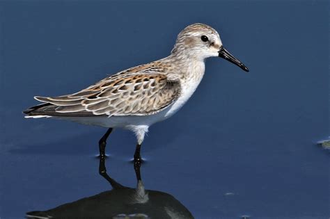 The Pacific Flyway — Sacramento Audubon Society