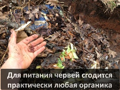 Переработка органических отходов в удобрение - Диптера