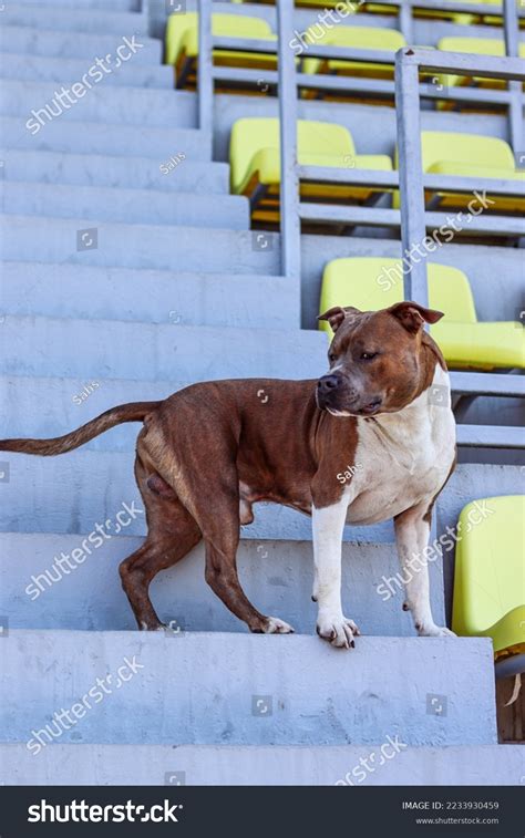 American Staffordshire Terrier Brindle Color White Stock Photo ...