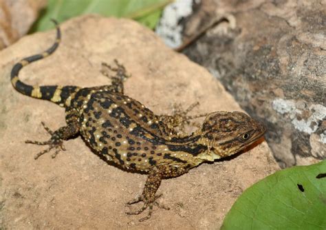 Mountain Knob Scaled Lizard From Villa De Tututepec De Melchor Ocampo