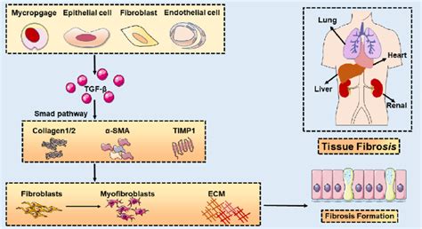 Role Of Tgf β Signaling In Tissue Fibrosis Tgf β Is Secreted By A Download Scientific Diagram