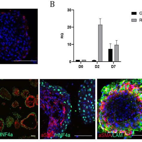 Liver Organoids Contain The Parenchymal Cell Types Of The Liver A