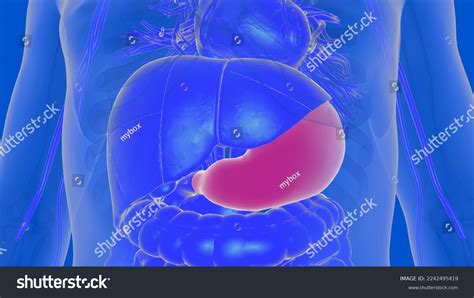 Stomach Anatomy Human Digestive System Medical Stock Illustration ...