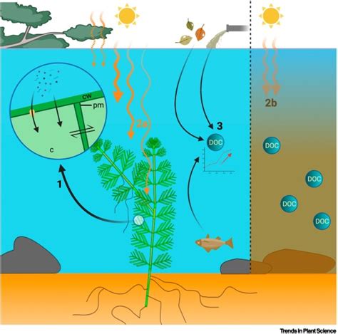 Mixotrophy In Aquatic Plants An Overlooked Ability Trends In Plant