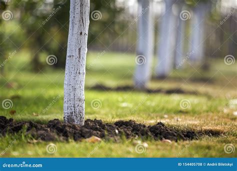 Corteza Blanqueada Del Rbol Que Crece En Jard N Soleado De La Huerta