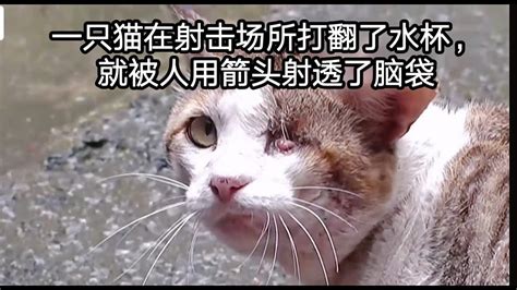 一只猫不小心在射击场所打翻了水杯，就被人用箭头射击穿透了脑袋 Youtube