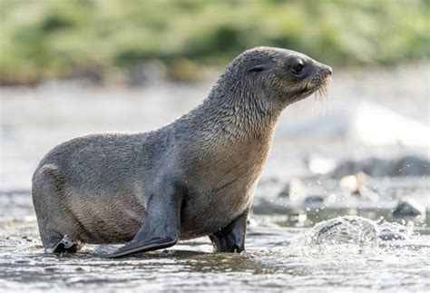 330 Seal Animal Sea Dog Nature Stock Photos Pictures And Royalty Free