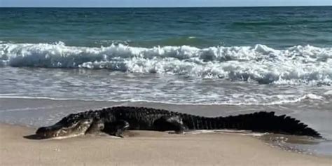 Watch Your Toes 10 Foot Alligator Catches Some Rays On Popular Florida Beach Fox Weather