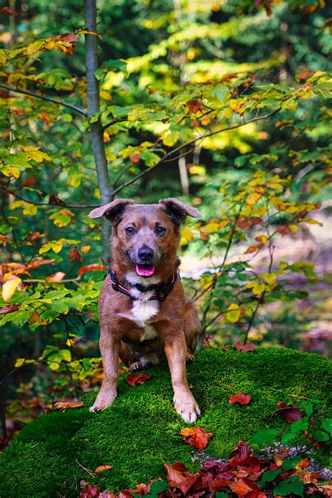 Dog Domestic Animal Nature - Free photo on Pixabay