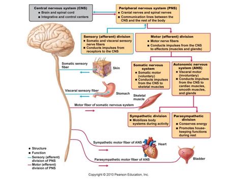 Anatomy And Physiology Lecture Notes The Nervous System