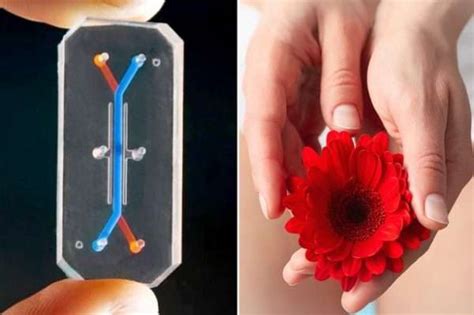 Bioingenieros Inventan La Primera Vagina Chip MITLAB
