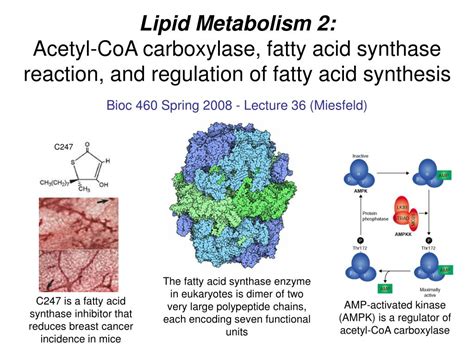 Ppt Lipid Metabolism Acetyl Coa Carboxylase Fatty Acid Synthase