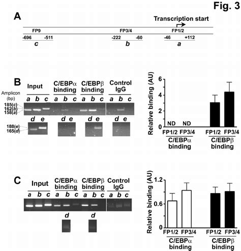 Binding Of C Ebp A And C Ebp B To The Promoter Of 11 B Hsd1 Throughout