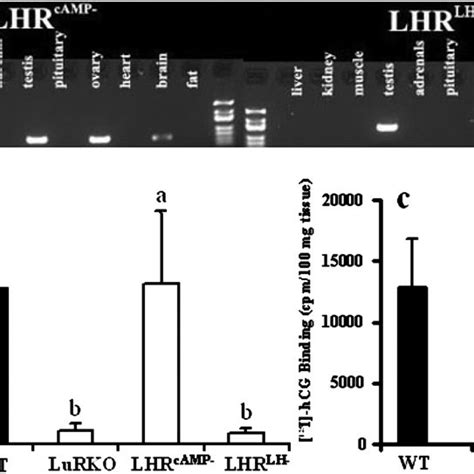 Expression Of The Lhr Camp− And Lhr Lh− Bac Transgenes In Male Mice