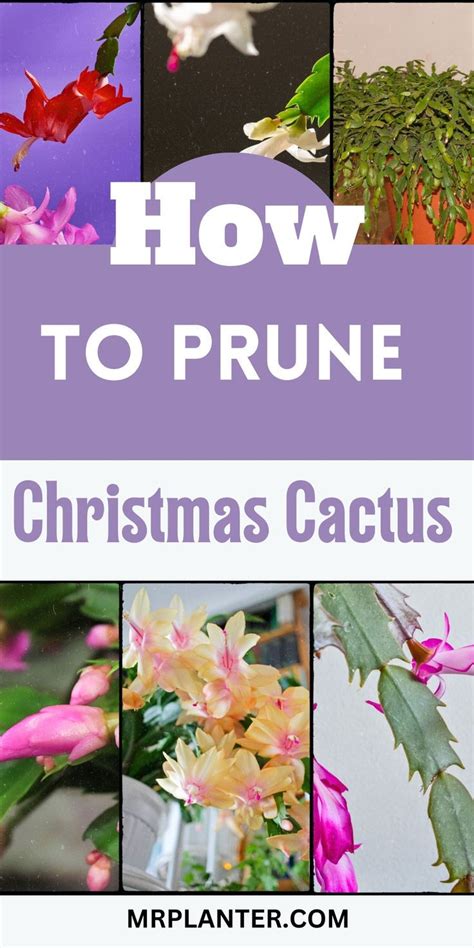 How To Prune Christmas Cactus A Step By Step Guide 2023 Artofit