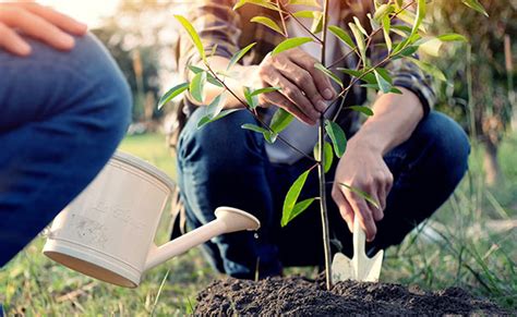 Taking Care Of Trees