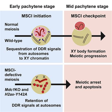 The Initiation Of Meiotic Sex Chromosome Inactivation Sequesters Dna Damage Signaling From