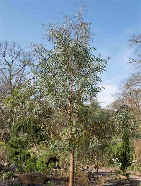 Eucalyptus Nicholii Narrow Leaved Peppermint