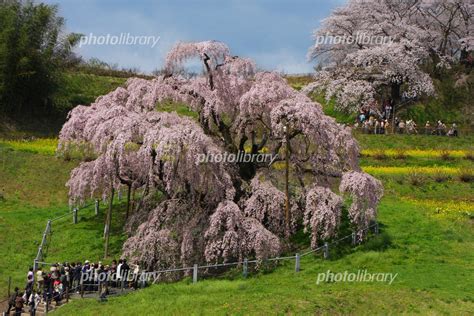 三春の滝桜・満開 写真素材 6014671 フォトライブラリー Photolibrary